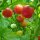 Polish Tall Cherry Tomato Pokusa (Solanum lycopersicum) seeds