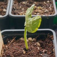 Hawaiian Baby Woodrose (Argyreia nervosa) seeds