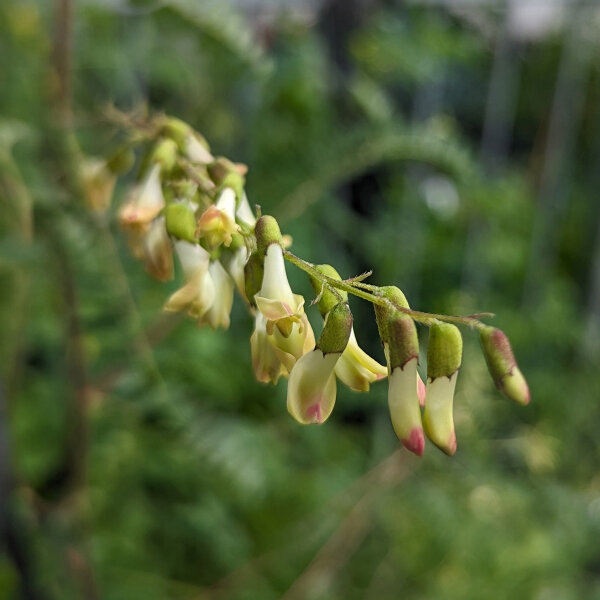 Huáng Qí (Astragalus membranaceus) seeds