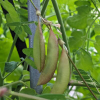 Huáng Qí (Astragalus membranaceus) seeds