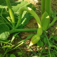 Climbing Courgette Tromboncino dAlbenga (Cucurbita moschata) seeds