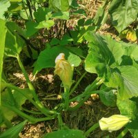 Climbing Courgette Tromboncino dAlbenga (Cucurbita moschata) seeds