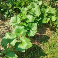 Climbing Courgette Tromboncino dAlbenga (Cucurbita moschata) seeds