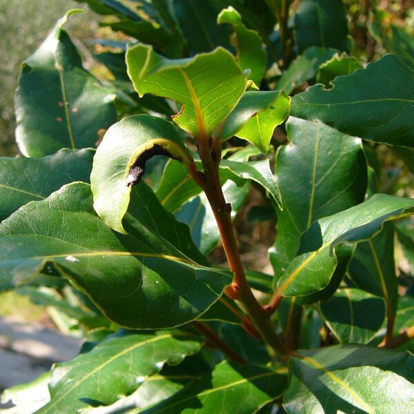 Laurel/ Bay Tree (Laurus nobilis) seeds