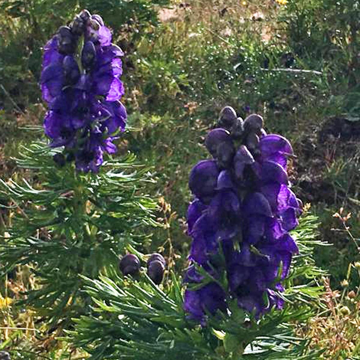 Aconite / Wolfsbane (Aconitum napellus) seeds