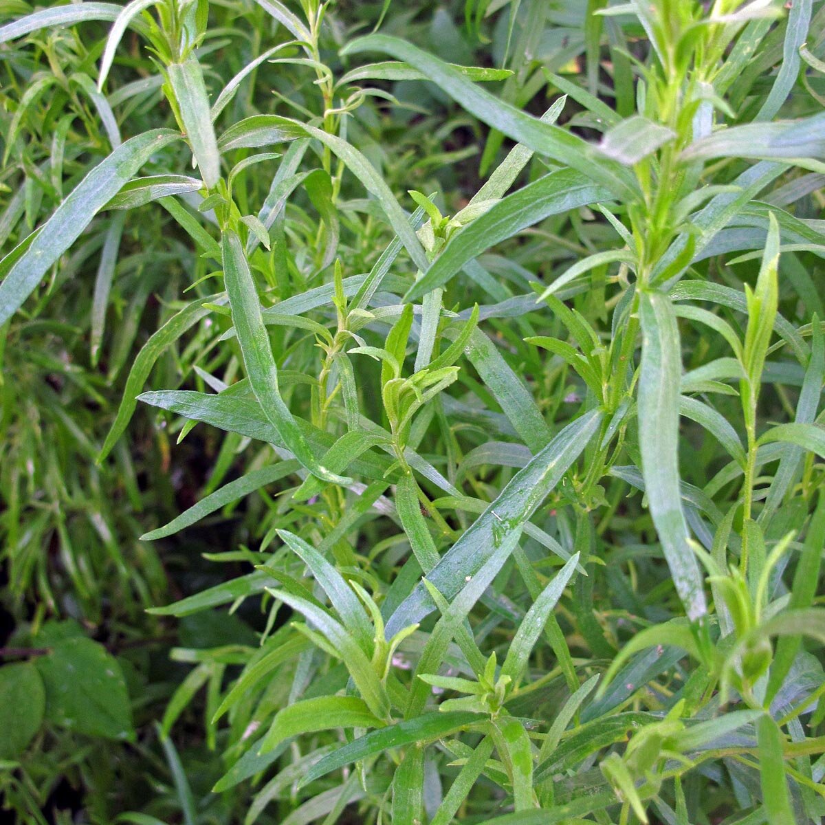 Tarragon (Artemisia dracunculus) - approx. 1000 seeds