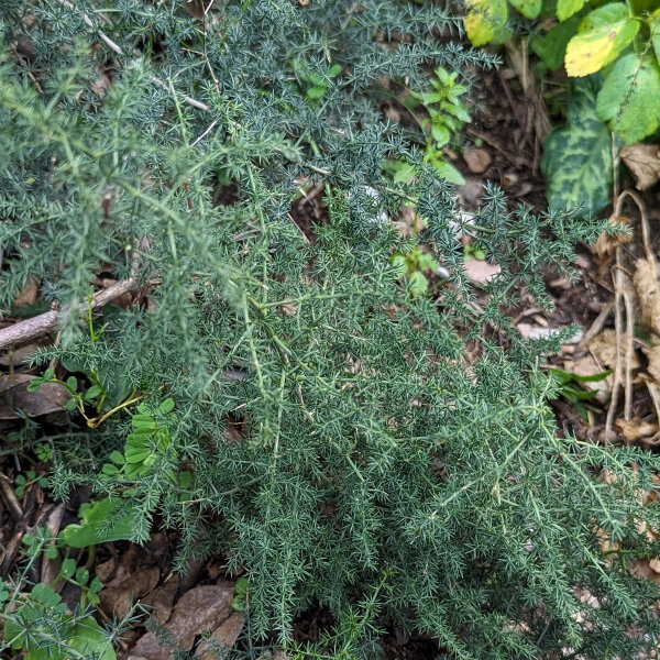 Wild Asparagus (Asparagus acutifolius) seeds