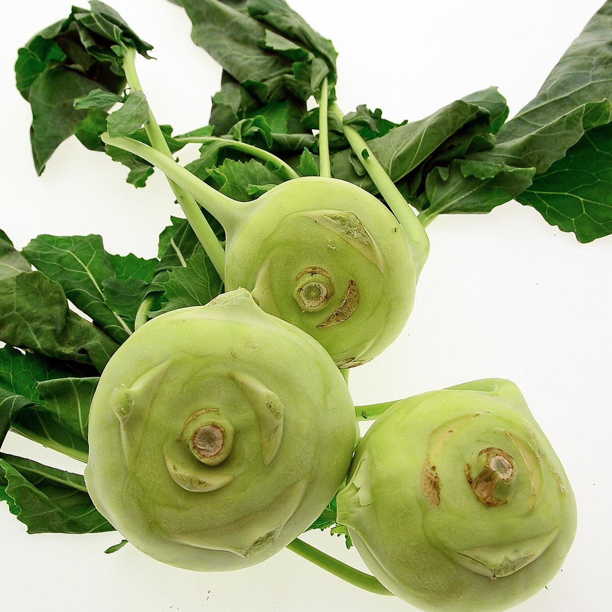 White Kohlrabi 'Superschmelz' (Brassica Oleracea Var. Gongylodes ...