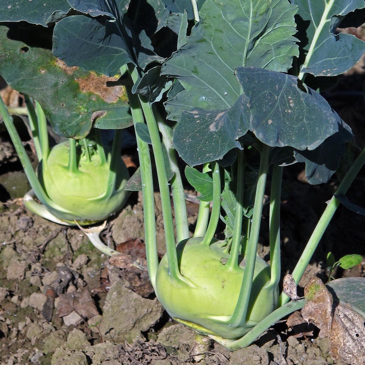 White Kohlrabi 'Superschmelz' (Brassica Oleracea Var. Gongylodes ...