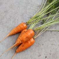 Carrot Rodelika (Daucus carota) organic seeds