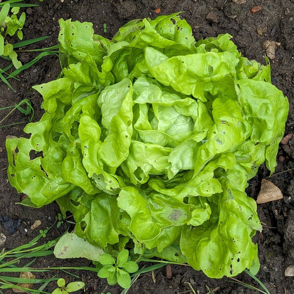 Lettuce Neckarriesen (Lactuca sativa) organic seeds