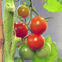 Cherry Tomato Zuckertraube (Solanum lycopersicum) organic seeds