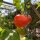 Cherry Tomato Zuckertraube (Solanum lycopersicum) organic seeds