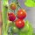 Cherry Tomato Zuckertraube (Solanum lycopersicum) organic seeds