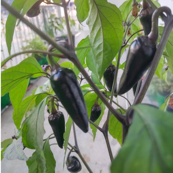 Poblano Chilli Pepper Mulato Isleno (Capsicum annuum) seeds