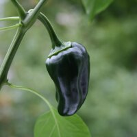 Poblano Chilli Pepper Mulato Isleno (Capsicum annuum) seeds