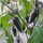 Poblano Chilli Pepper Mulato Isleno (Capsicum annuum) seeds