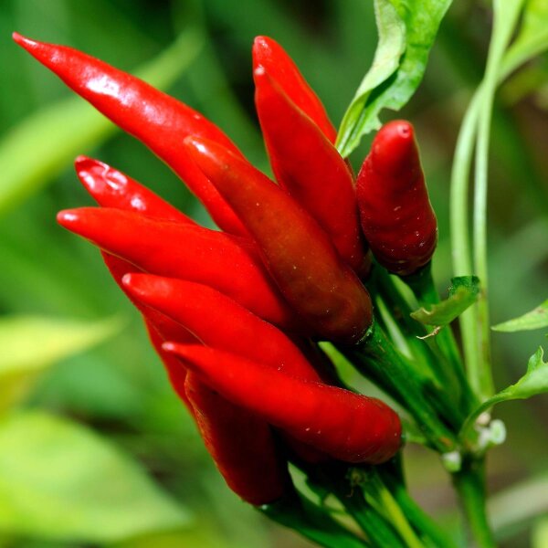 Thai Pepper 'Prik Khee Noo' (Capsicum frutescens) - approx. 10 seeds