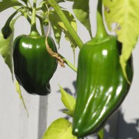 Chile Ancho / Poblano Pepper (Capsicum anuum) seeds