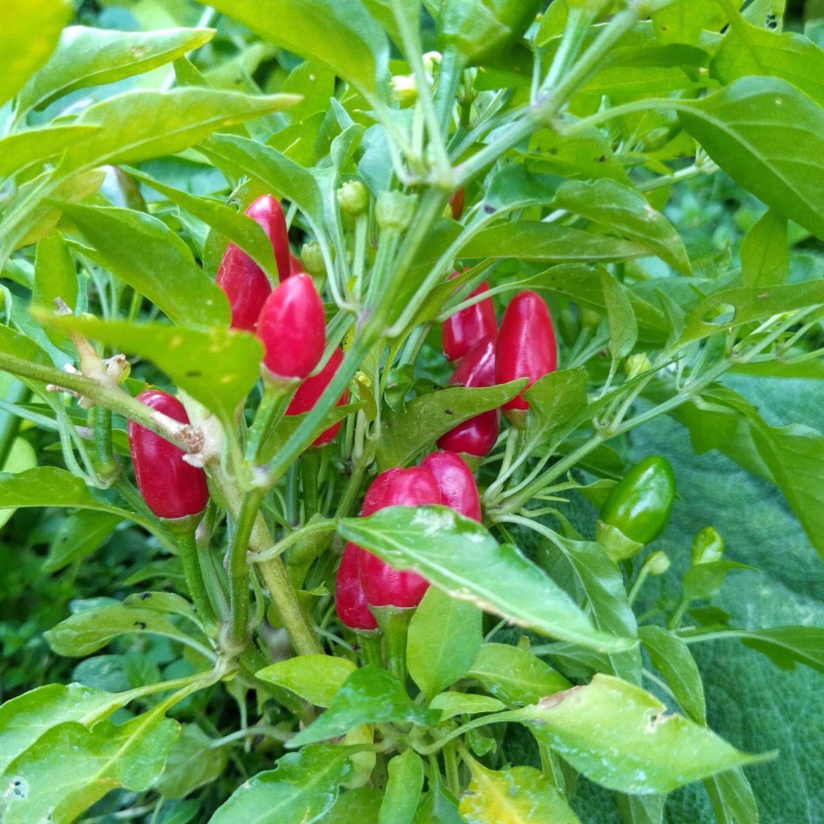 Siberian Pepper (Capsicum annuum)