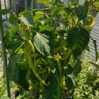 Sweet Lombardo Pepper Lunga Sigaretta (Capsicum annuum) seeds