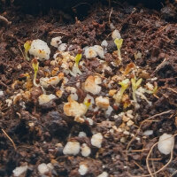 Dang Shen (Codonopsis pilosula) seeds