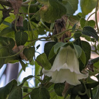 Dang Shen (Codonopsis pilosula) seeds