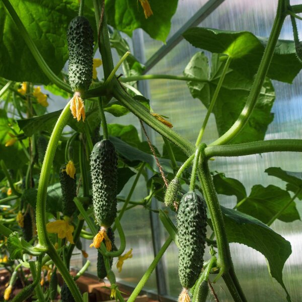 Cornichon (Cucumis sativus) seeds