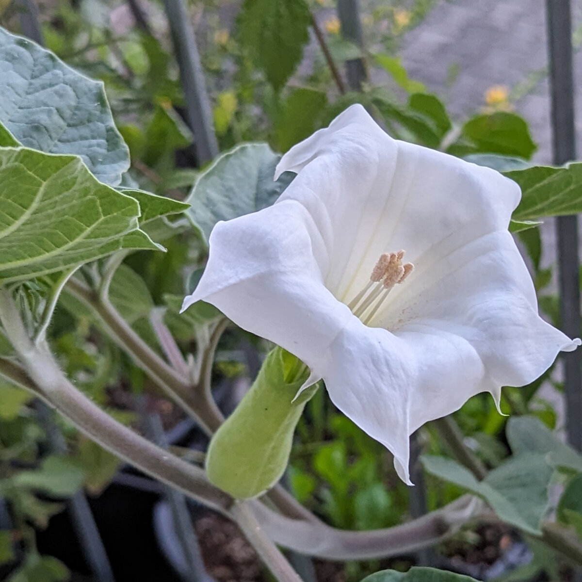 Toloache / White Moonflower (Datura Inoxia) Seeds