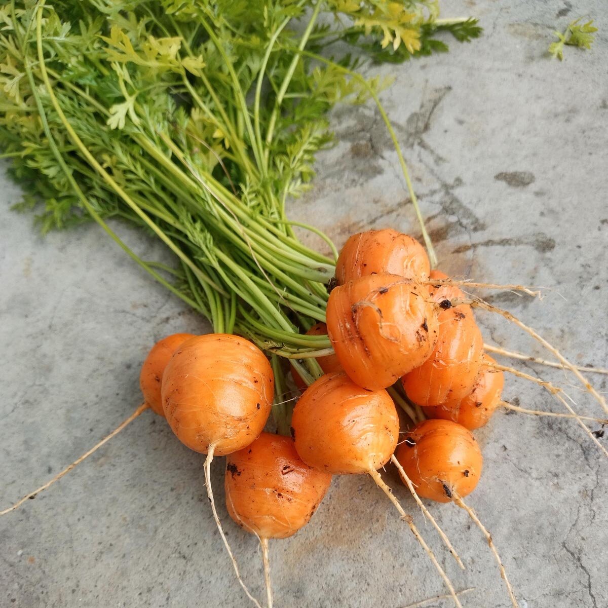 Round Carrot 'Paris Market' (Daucus Carota) seeds