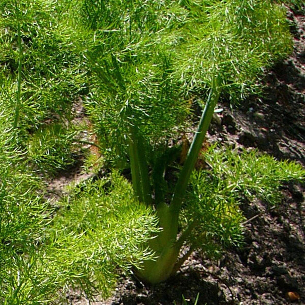 Florence Fennel 'Romanesco' (Foeniculum vulgare var. azoricum) seeds