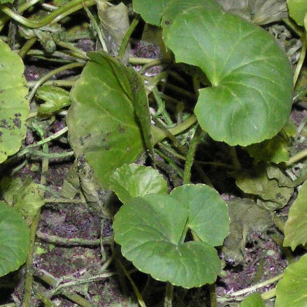 Gotu Kola (Centella asiatica) seeds