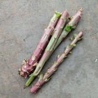 Lettuce Kasseler Strünkchen (Lactuca sativa) seeds