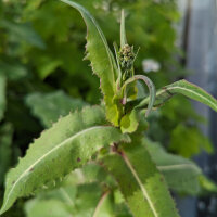 Wild Opium Lettuce (Lactuca virosa) seeds