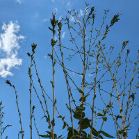 Wild Opium Lettuce (Lactuca virosa) seeds