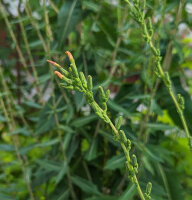 Wild Opium Lettuce (Lactuca virosa) seeds