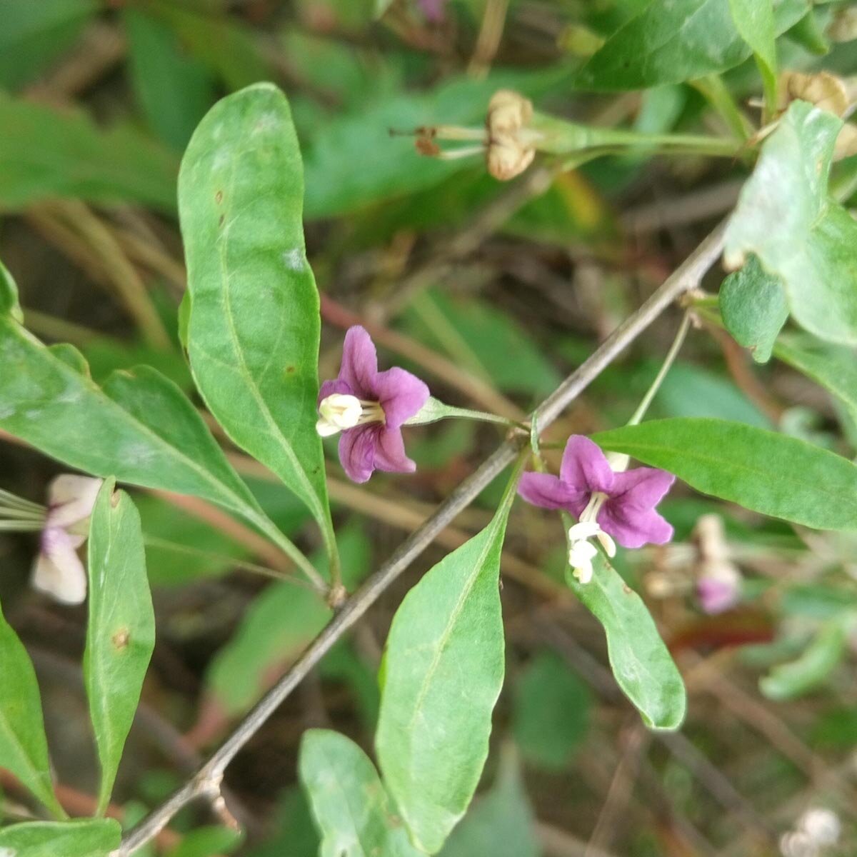 Boxthorn Goji Berry Lycium barbarum seeds