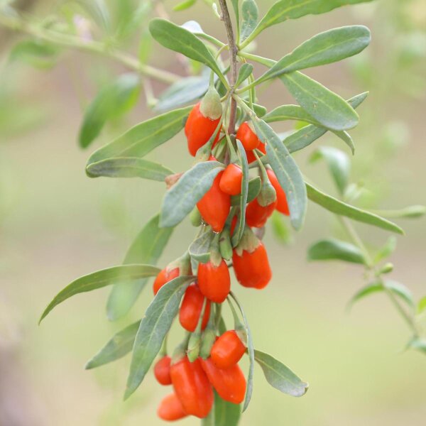 Boxthorn Goji Berry Lycium barbarum seeds