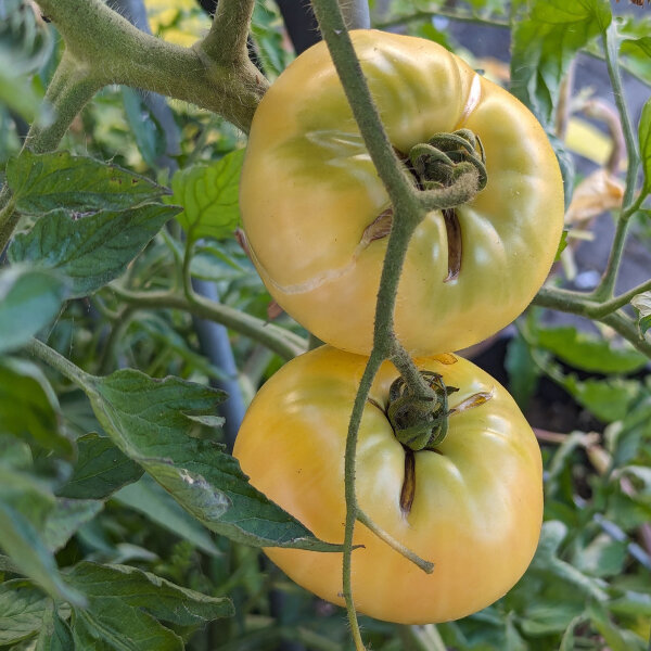 Tomato Beauté Blanche (Solanum lycopersicum) organic seeds