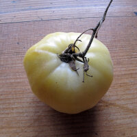 Tomato Beauté Blanche (Solanum lycopersicum) organic seeds