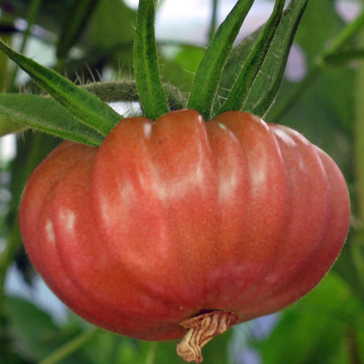 Pink Brandywine Heirloom Tomato Plants May Plant Sale