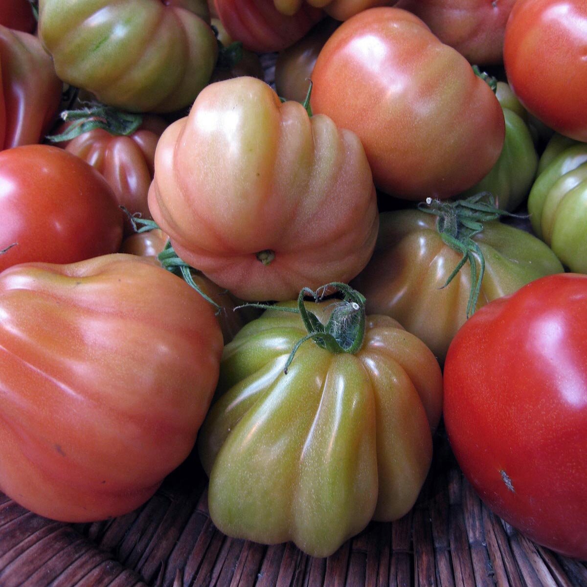 Beefsteak Tomato 'Coeur de Boeuf', Solanum lycopersicum