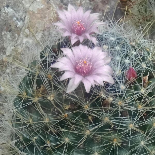 Wichuriki (Mammillaria heyderi) seeds