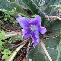 Autumn Mandrake (Mandragora autumnalis) seeds