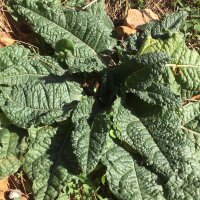 Autumn Mandrake (Mandragora autumnalis) seeds