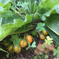 Autumn Mandrake (Mandragora autumnalis) seeds