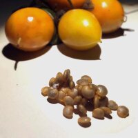 Autumn Mandrake (Mandragora autumnalis) seeds