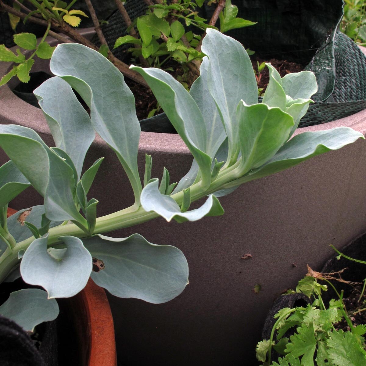 Oyster-Leaf (Mertensia maritima) seeds