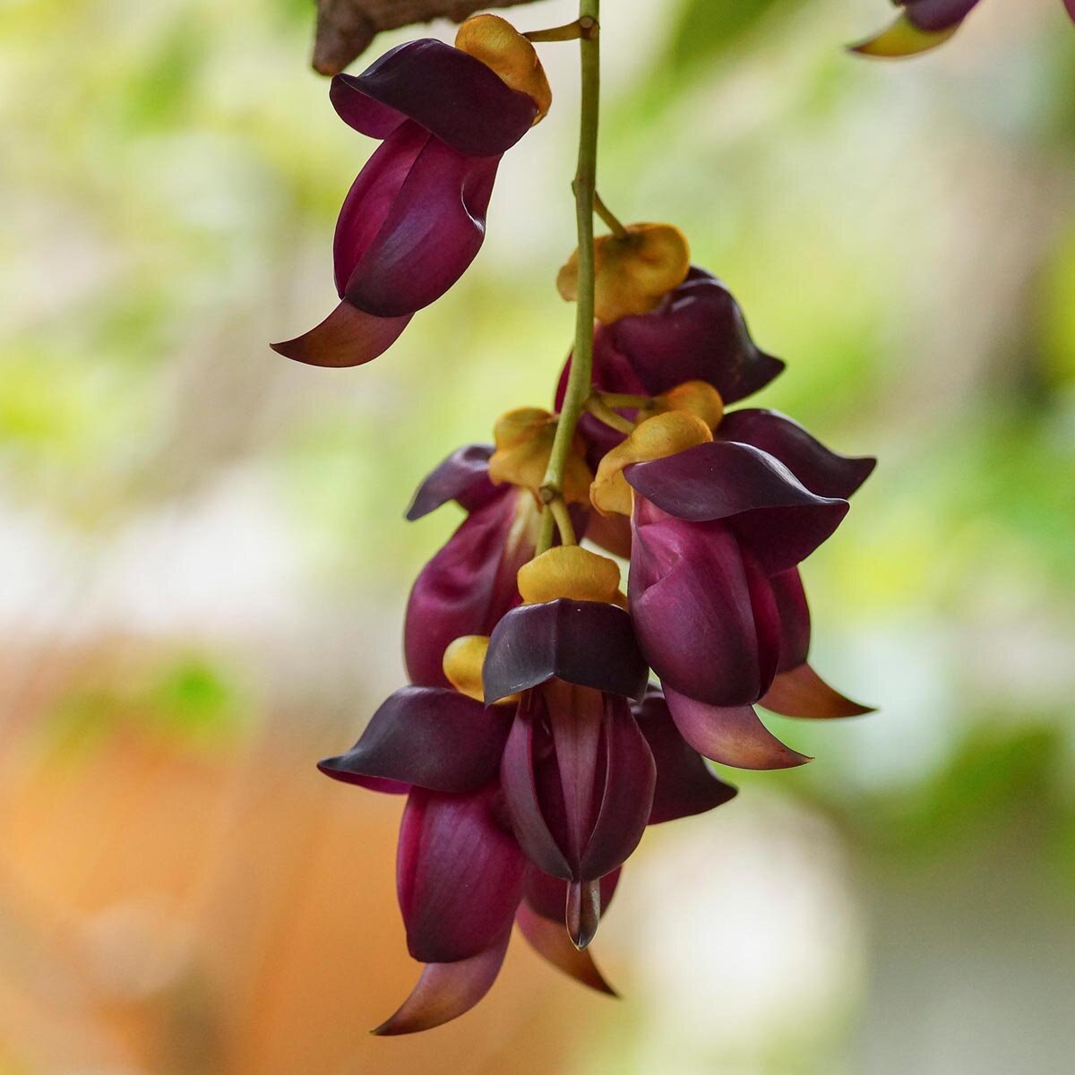 Mucuna Mucuna pruriens seeds