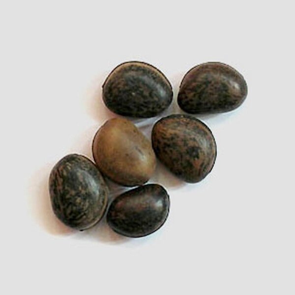 Mucuna Mucuna pruriens seeds